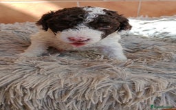 Perro de Agua Español perros en venta: Hembras perro de aguas - Imagen 3