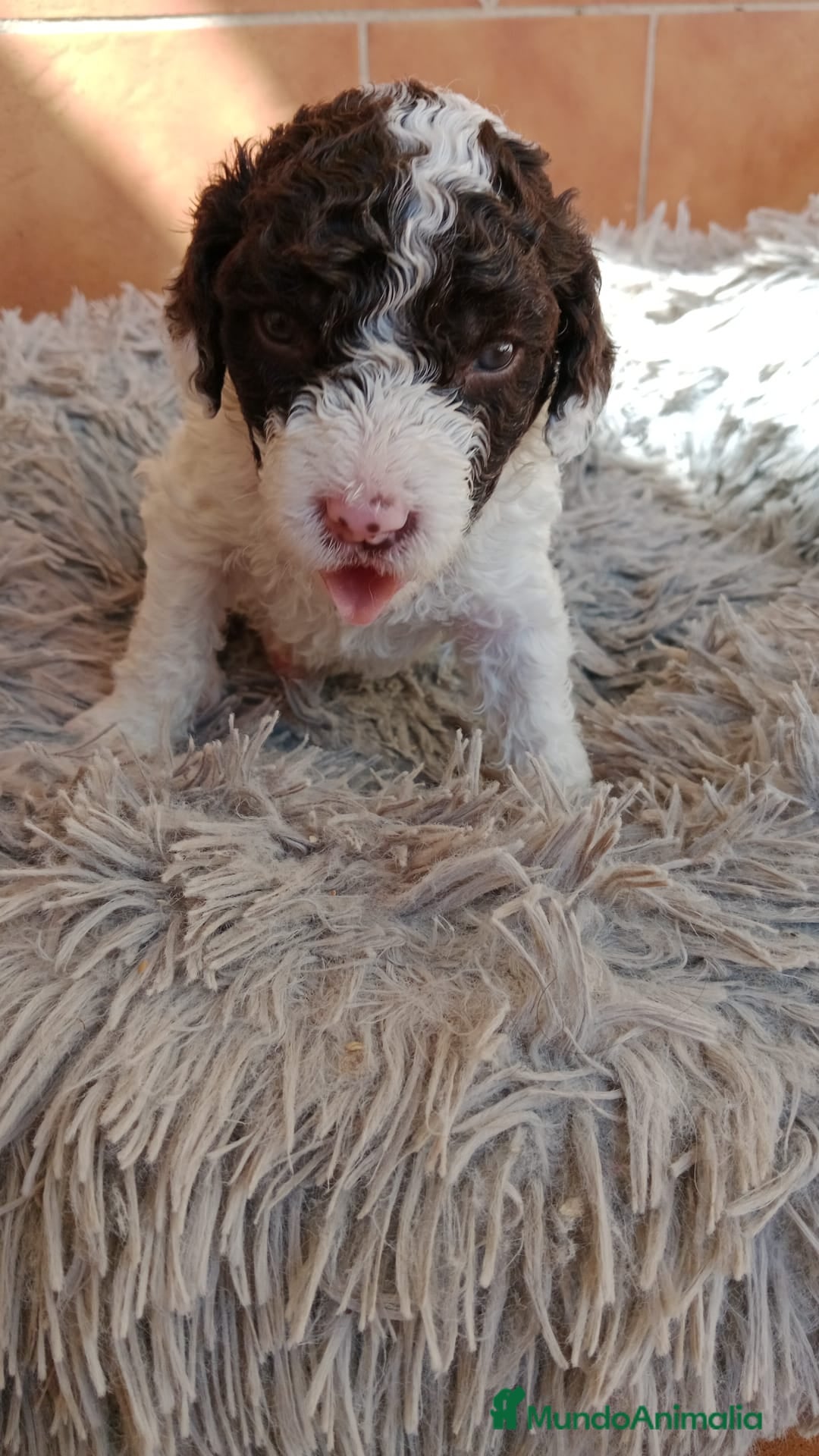 Perro de Agua Español perros en venta: Hembras perro de aguas - Imagen 3