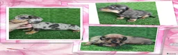 Teckel perros en venta: Teckel pelo largo y corto en Madrid - Anuncio 2