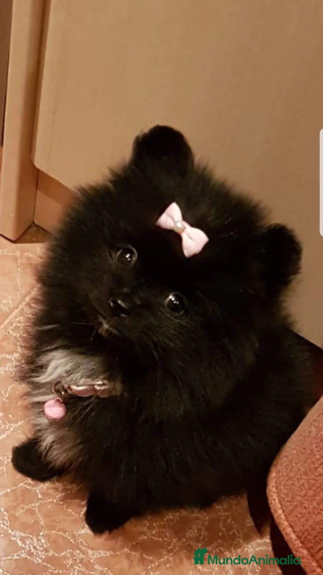Pomerania perros en venta: Lulú de Pomerania preciosos en Barcelona - Anuncio 4