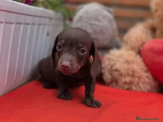 Teckel Miniatura perros Excelente camada de teckel mini/kanichen - Anuncio 2