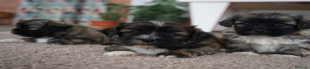 MAXI