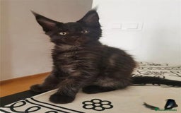 Maine Coon gatos en venta: Mainecoon alta calidad Malaga en Madrid - Imagen 2