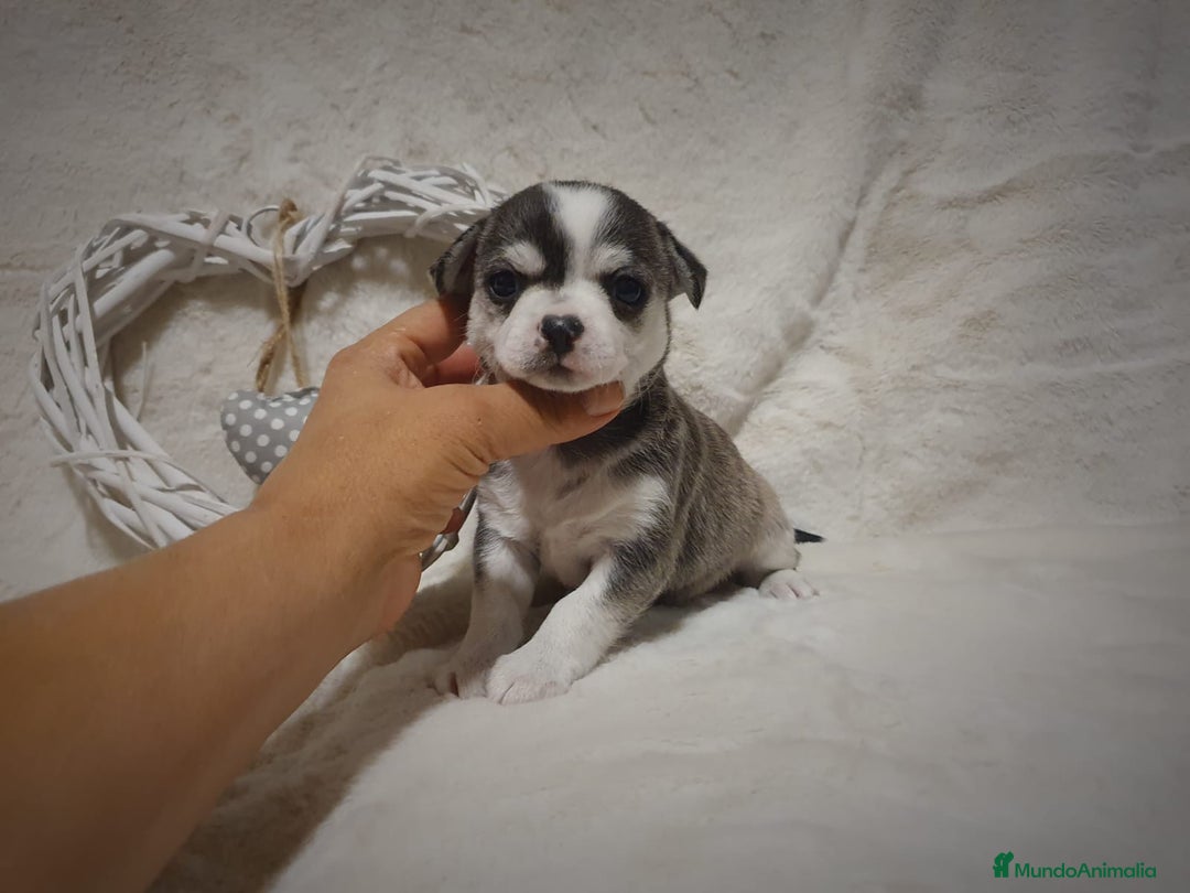 Chihuahua perros en venta: Perro Chihuahua  - Imagen 9