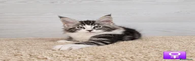 Maine Coon 3