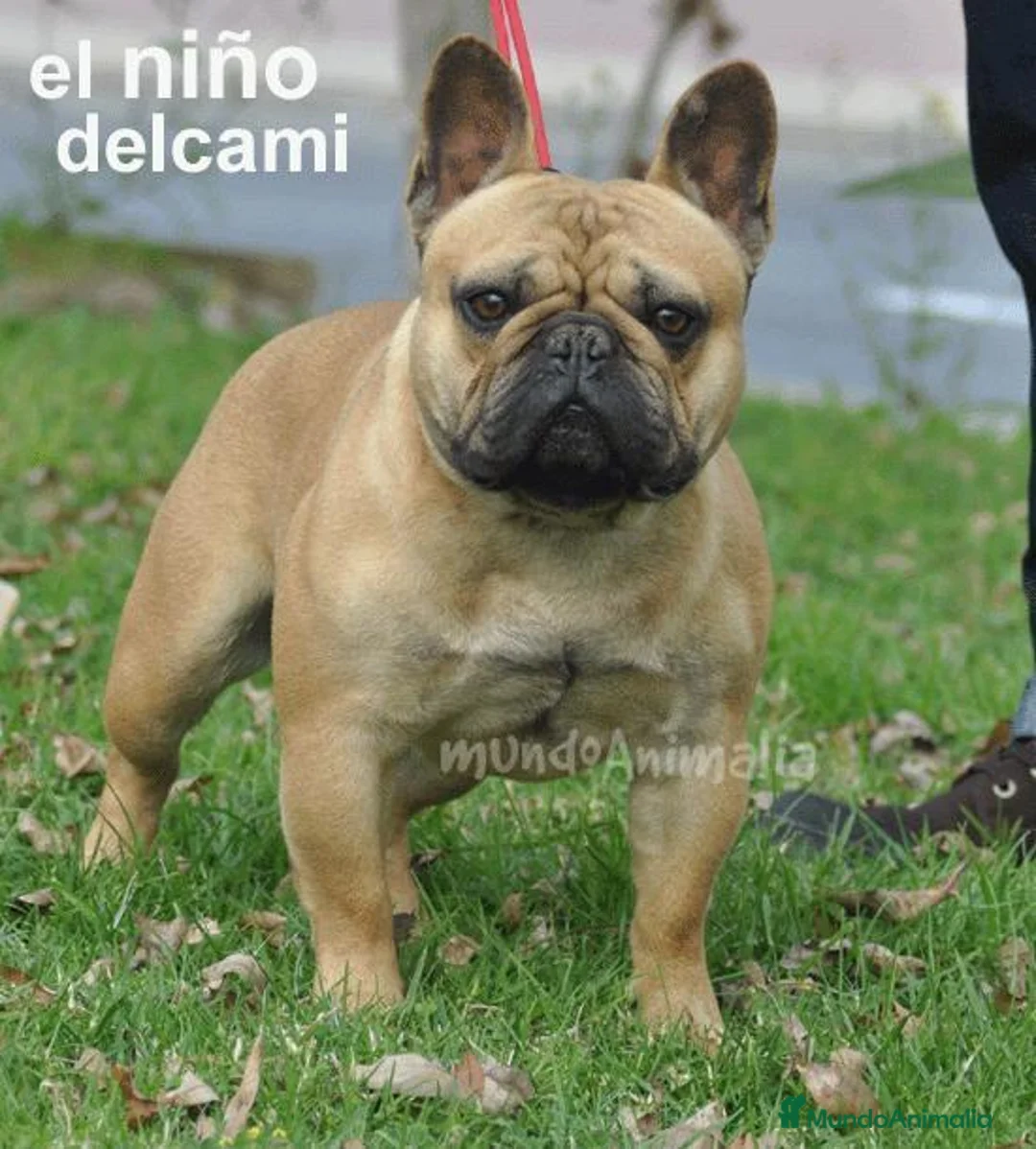 Imagen de galería {{count}}