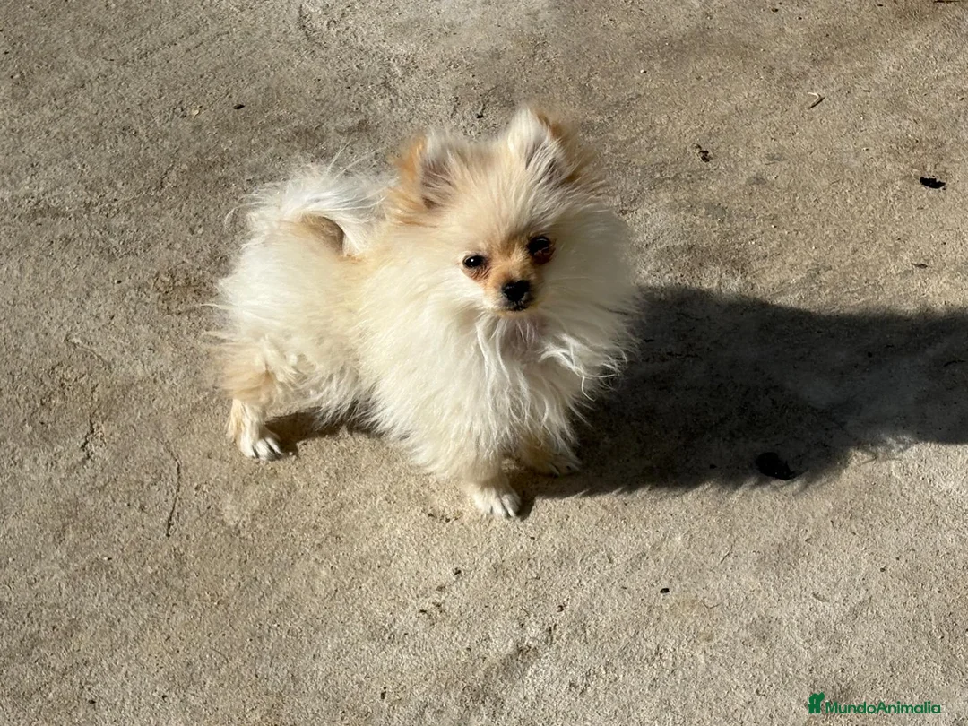 Pomerania perros en venta: lulu pomerania micro toy 5 meses y pesa 700 gramos - Anuncio 11