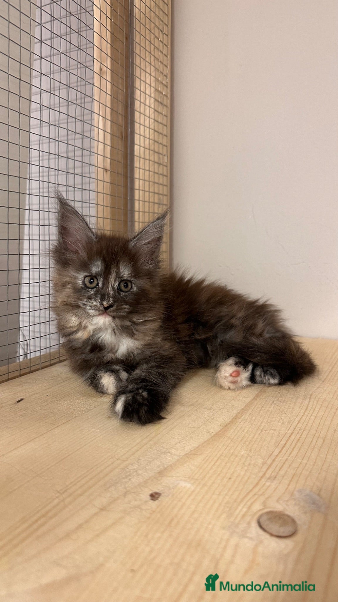 Maine Coon gatos Maine Coon Carey / Tricolor - Anuncio 1