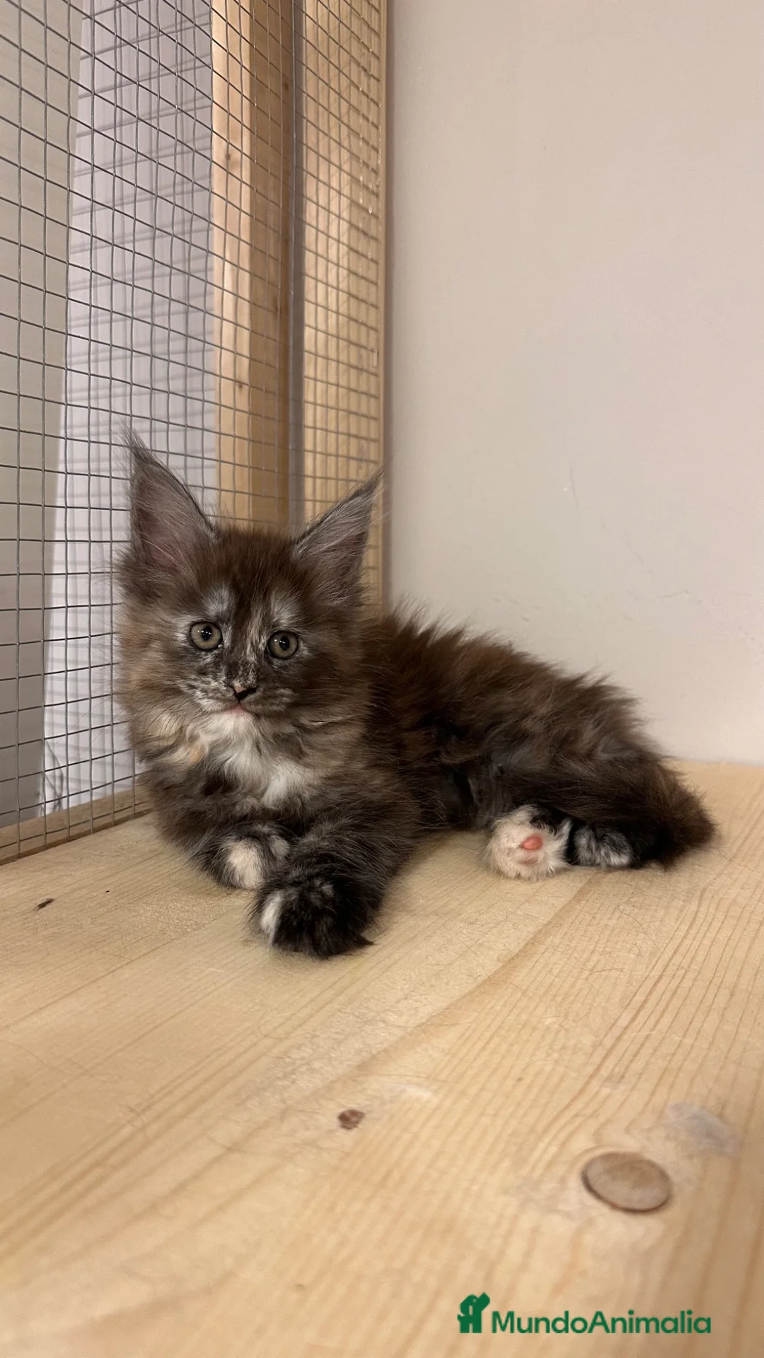 Maine Coon gatos en venta: Maine Coon Carey / Tricolor - Anuncio 1