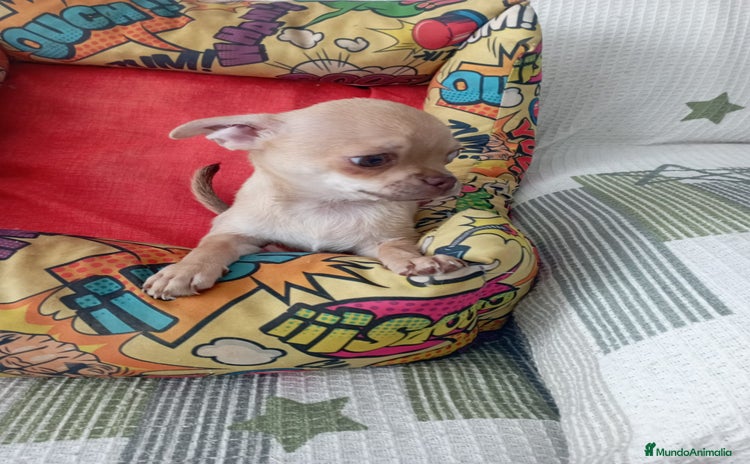 Chihuahua perros - Anuncio 13