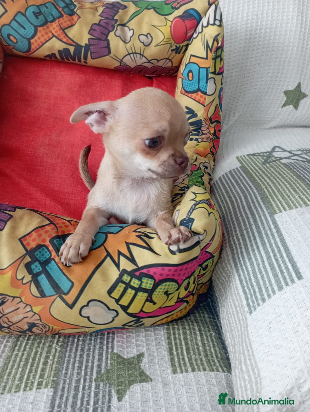 Chihuahua perros en venta: Chihuhua toy  - Imagen 3
