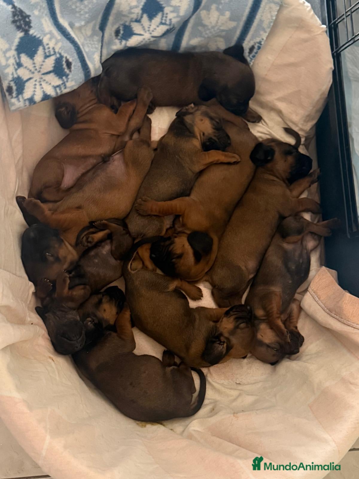 Sabueso de Sangre de Baviera perros SABUESO DE SANGRE BAVIERA - EXCELENTES EJEMPLARES. - Anuncio 1