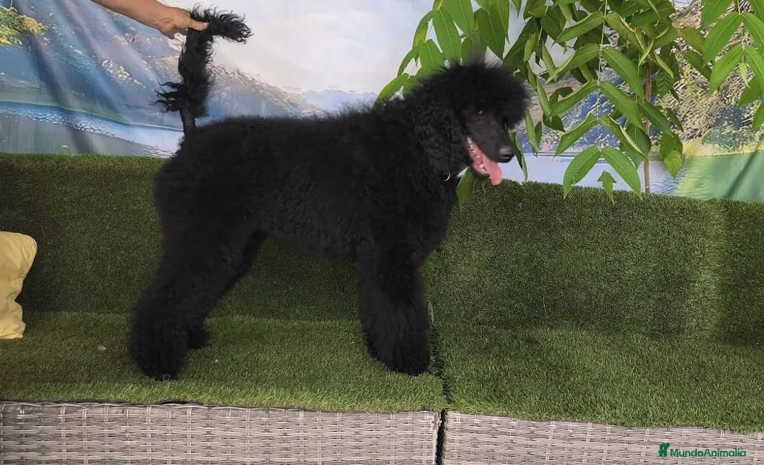 Caniche Gigante perros en venta: Caniche gigante  - Anuncio 1