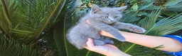 Británico de Pelo Corto gatos en venta: Gatcot.com - Anuncio 7