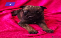 Pastor Belga Malinois perros en venta: Malinoi - Imagen 2