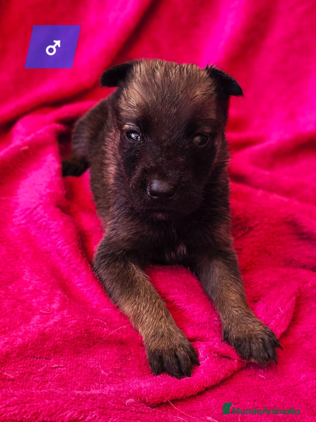 Pastor Belga Malinois perros en venta: Malinoi - Imagen 2