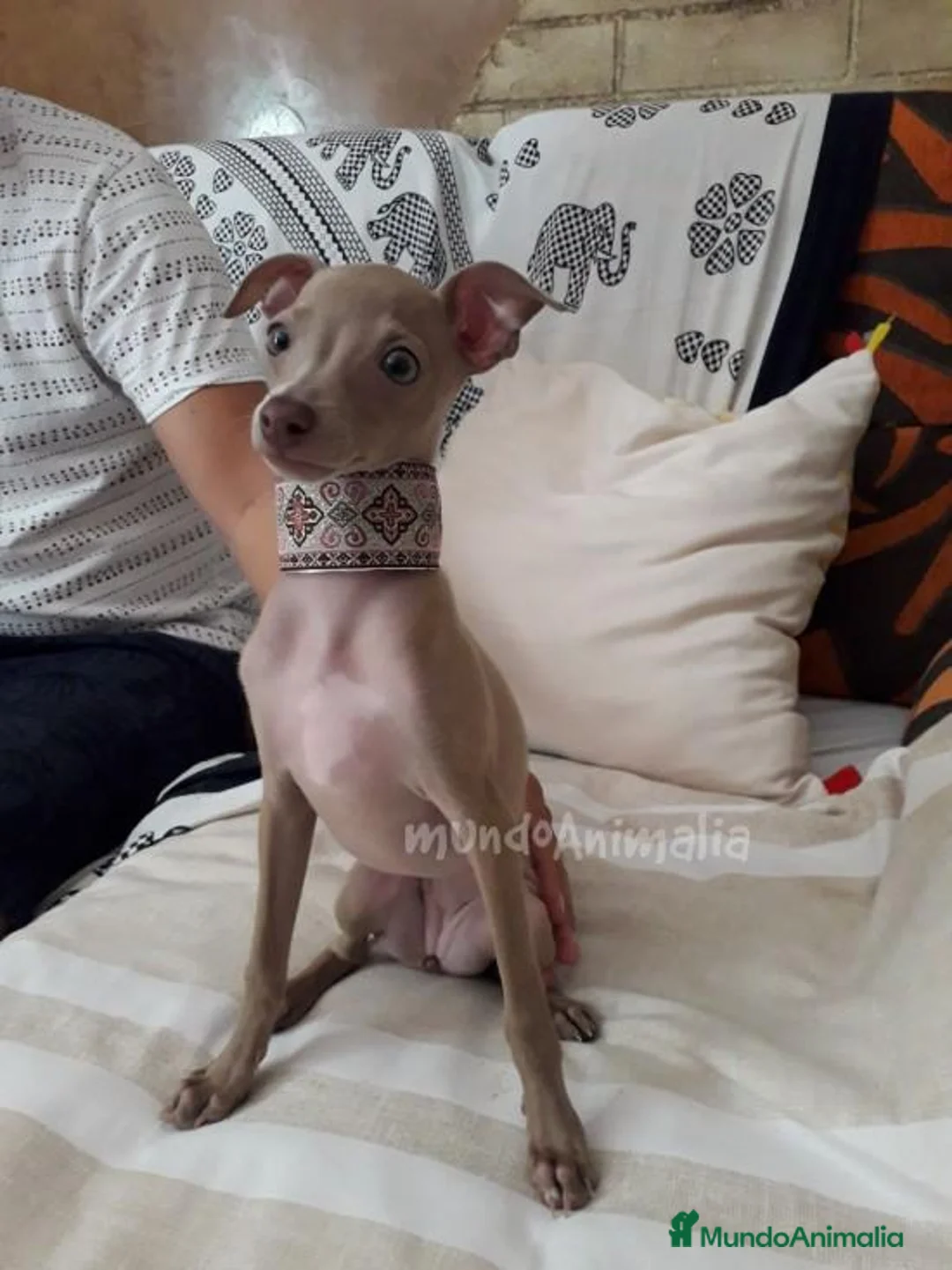 Imagen de galería {{count}}