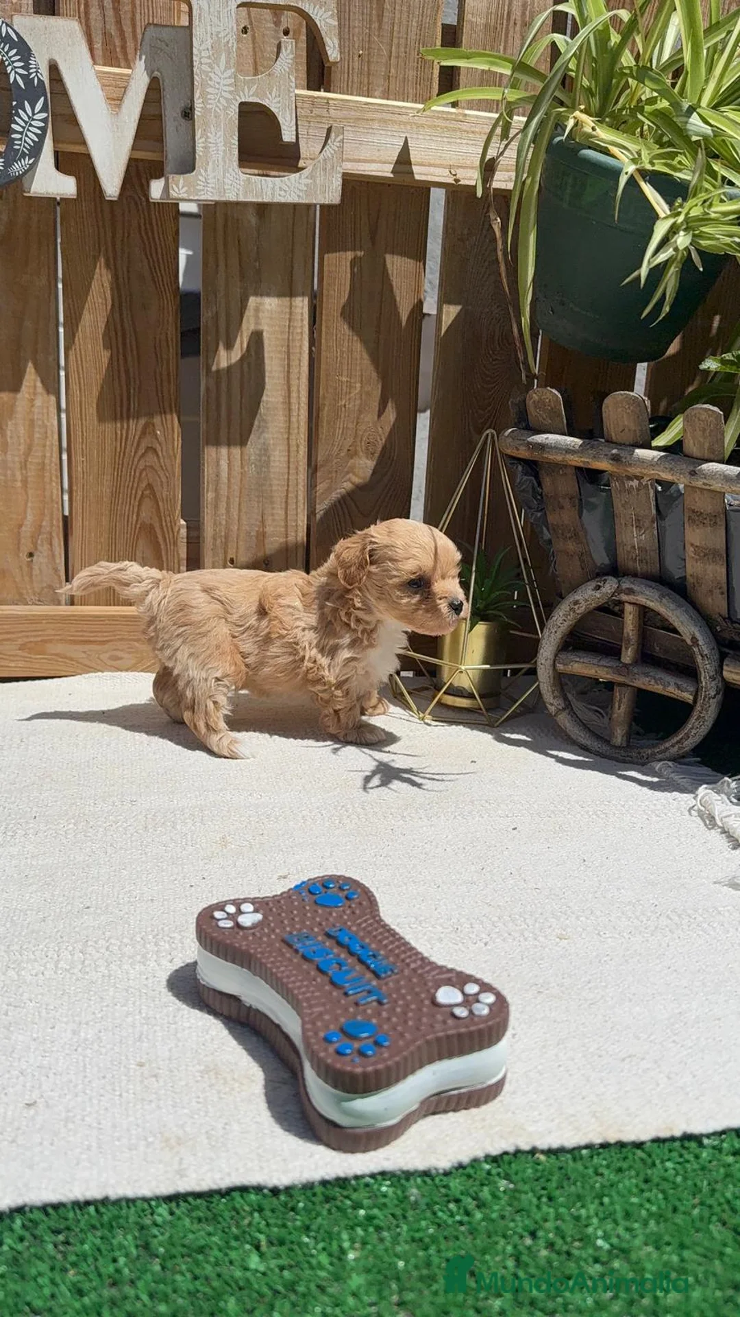 Maltipoo perros en venta: Maltipoo Toy Macho Rojo disponible  - Anuncio 3