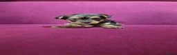 Yorkshire Terrier perros en venta: Precioso yorki macho - Anuncio 4