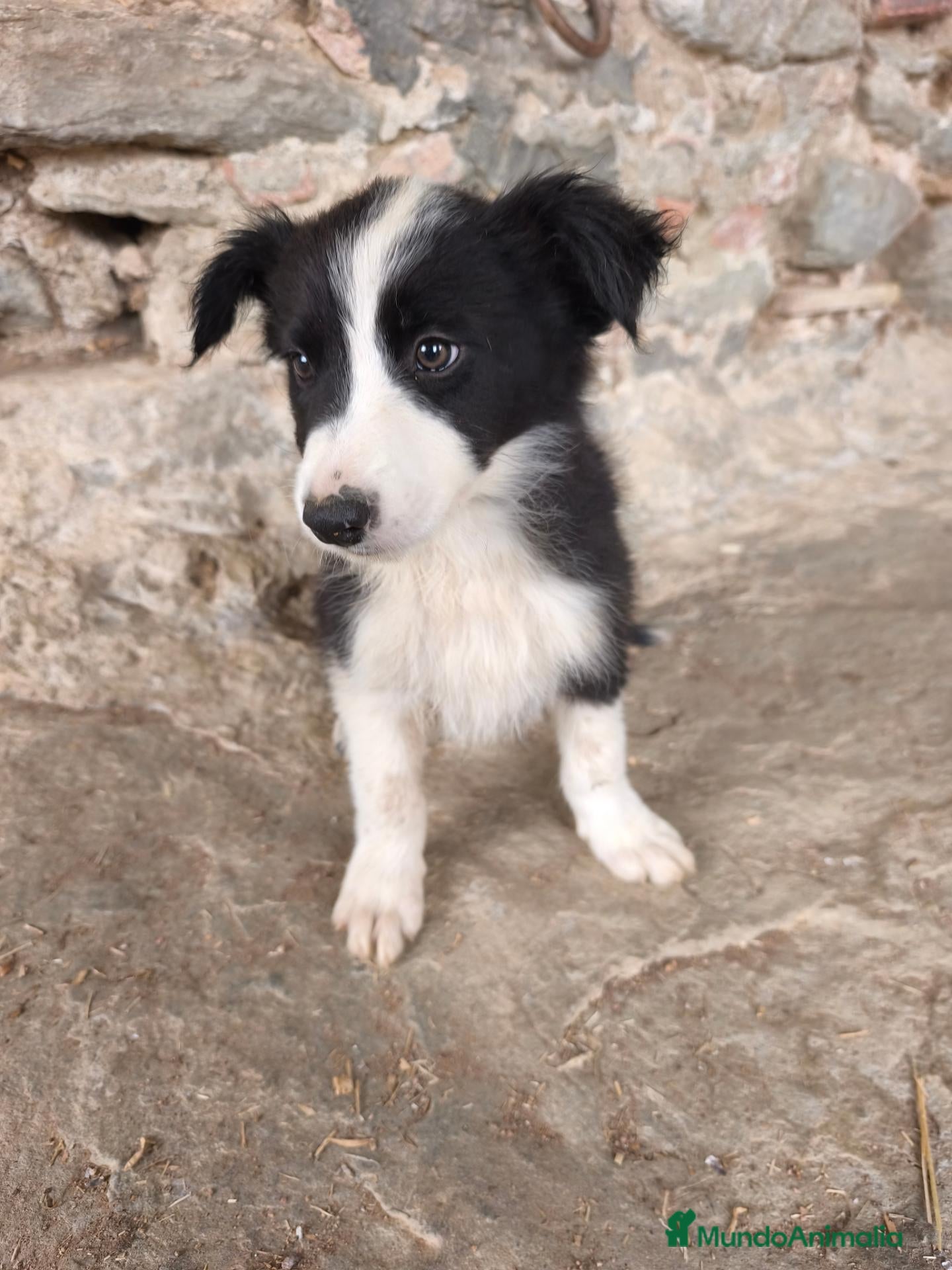 Border Collie perros Cachorros border collie varios colores! - Anuncio 2