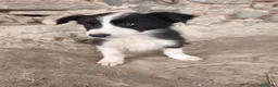 Border Collie perros en venta: Cachorros border collie varios colores! - Anuncio 2