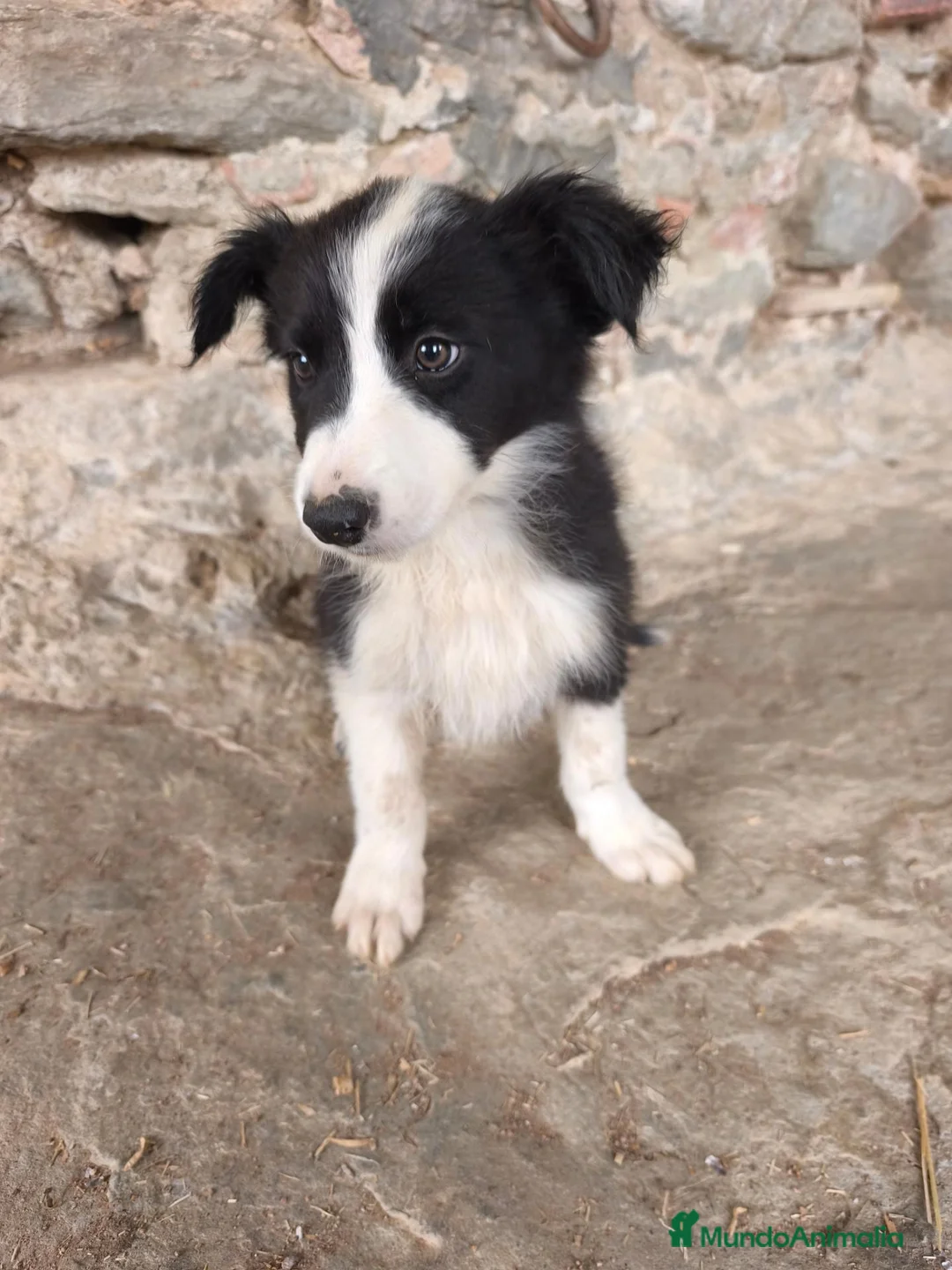 Border Collie perros en venta: Cachorros border collie varios colores! - Anuncio 2