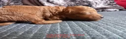 Caniche Toy perros en venta: Cachorros caniche toy rojo poodle. - Anuncio 4