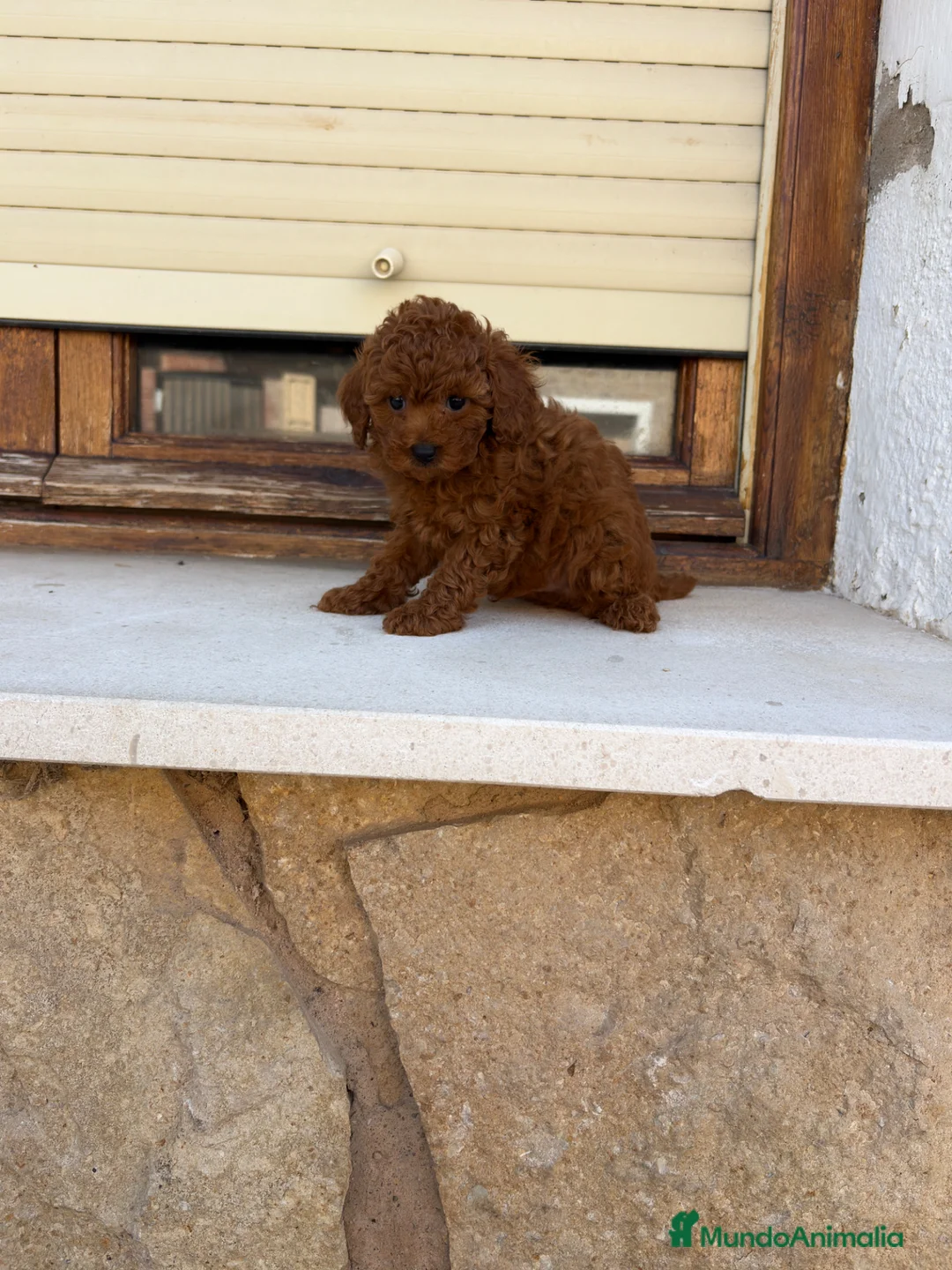 Caniche Toy perros en venta: Caniche toy - Anuncio 5