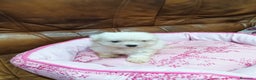 Bichón Maltés perros en venta: BICHON MALTES - Anuncio 5