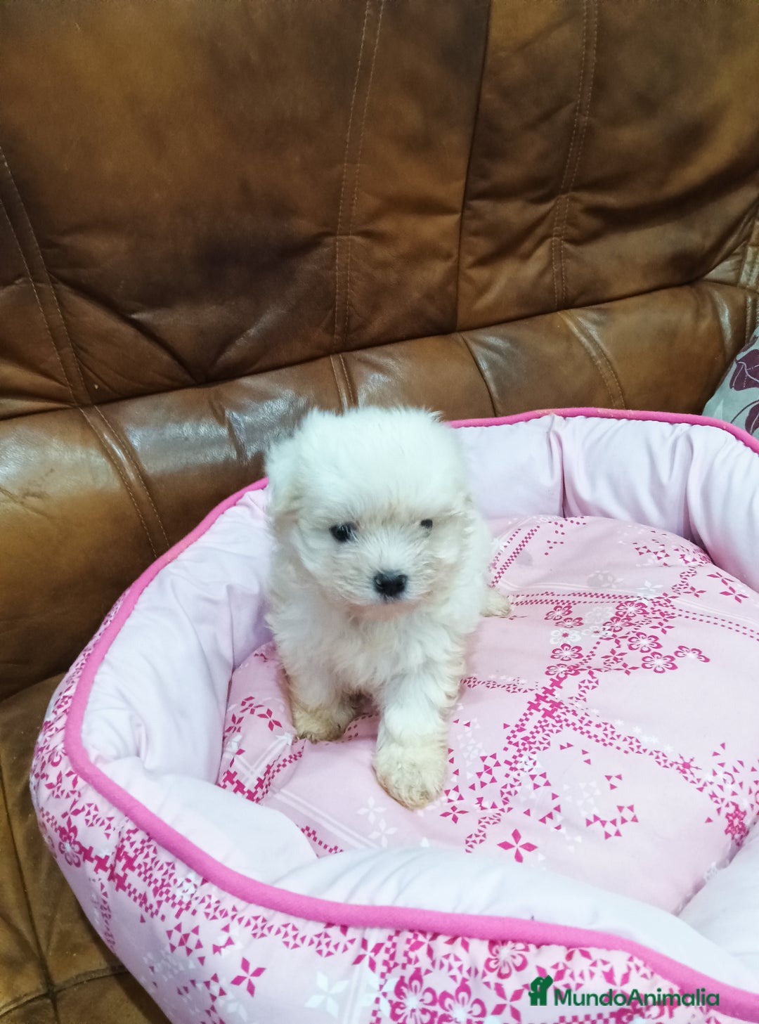 Bichón Maltés perros en venta: BICHON MALTES - Anuncio 5