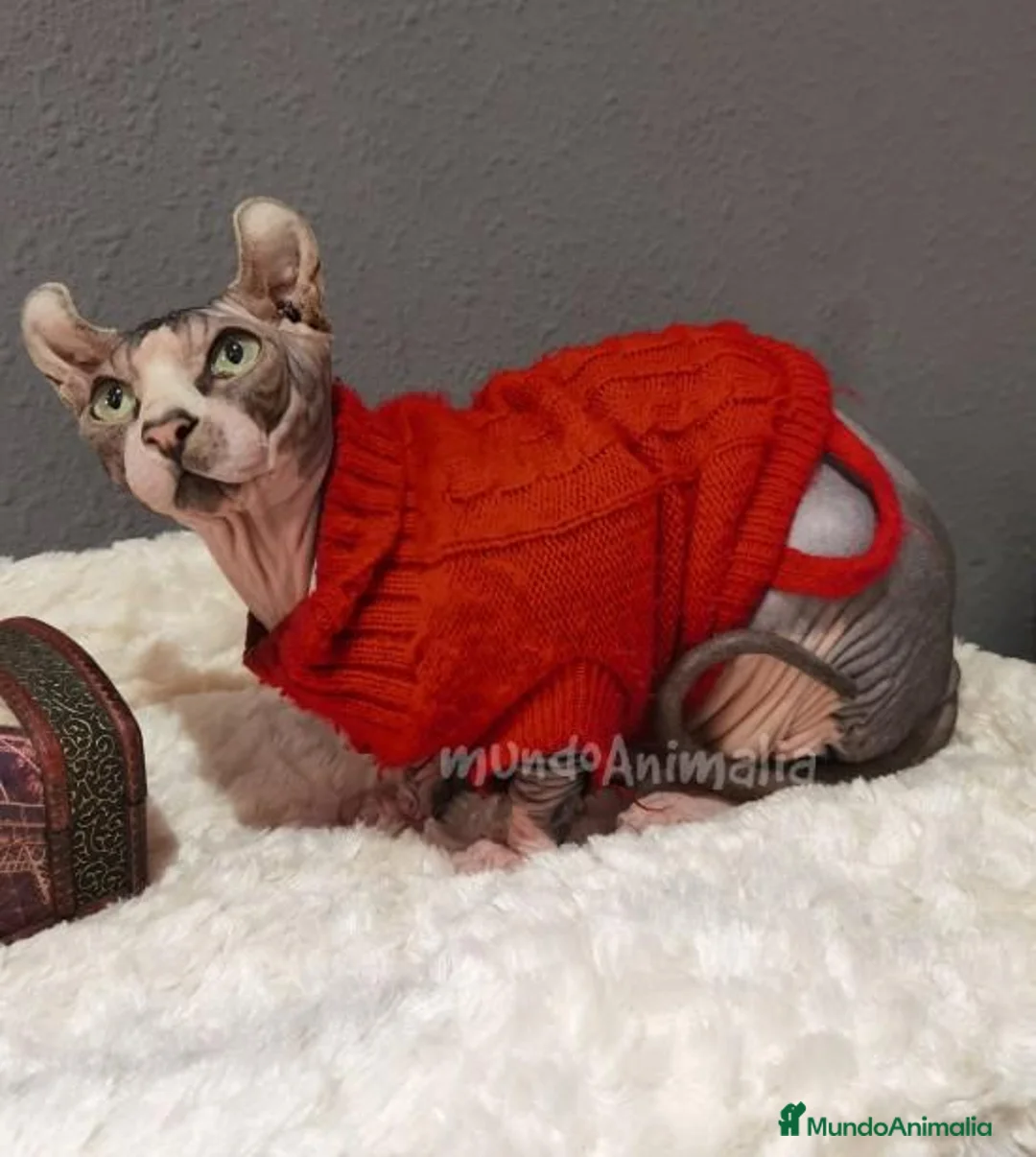 Imagen de galería {{count}}