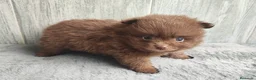 Pomerania perros en venta: POMERANIA CHOCOLATE MACHO - Anuncio 2