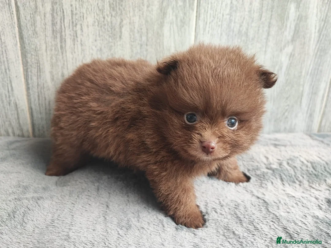 Pomerania perros en venta: POMERANIA CHOCOLATE MACHO - Anuncio 2