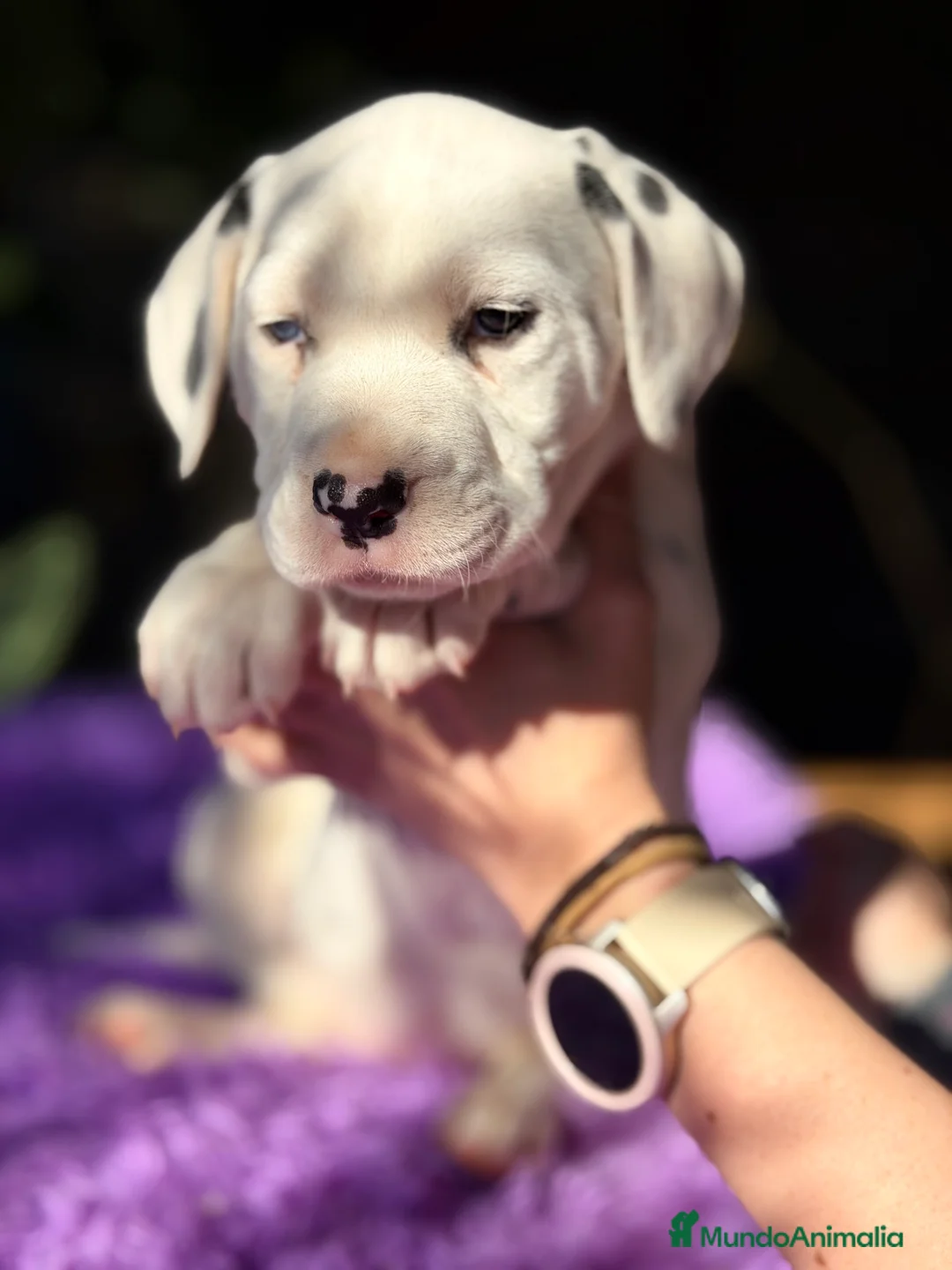 Dálmata perros en venta: Dálmata hembra  - Anuncio 3