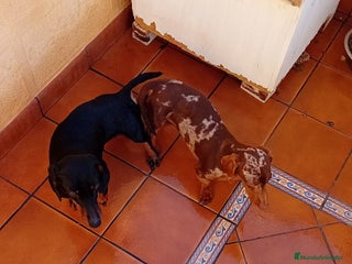 Teckel Miniatura perros - Anuncio 30