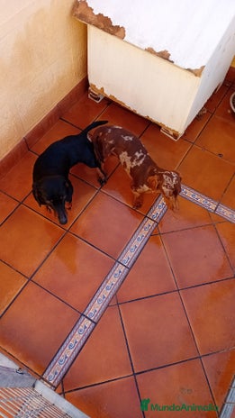 Teckel Miniatura perros - Anuncio 4