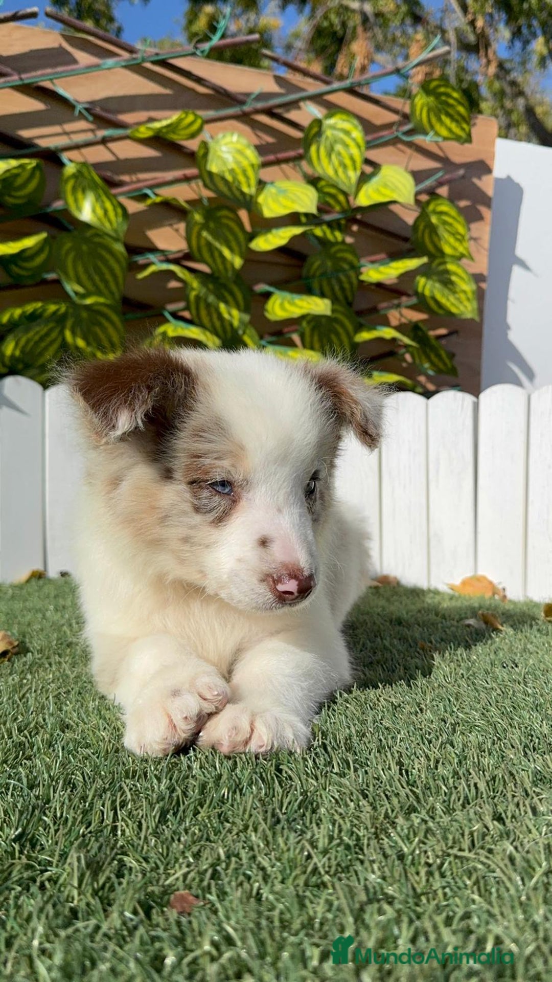 Border Collie perros en venta: BORDER COLLIE - Anuncio 15