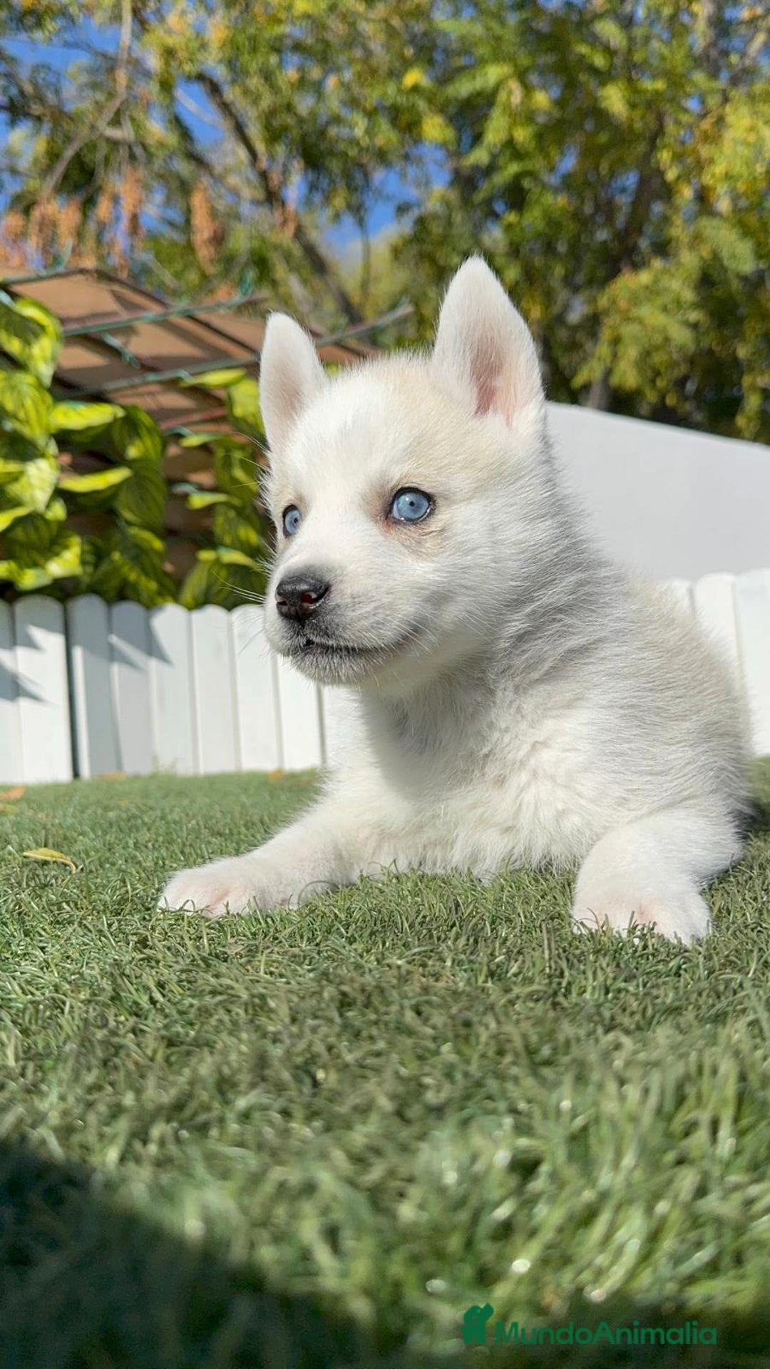 Husky Siberiano perros en venta: HUSKY SIBERIANO - Anuncio 17
