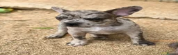 Bulldog Francés perros en venta: Hembra bulldog frances merle  - Anuncio 7