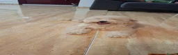 Caniche Enano perros en venta: Última hembra - Anuncio 3