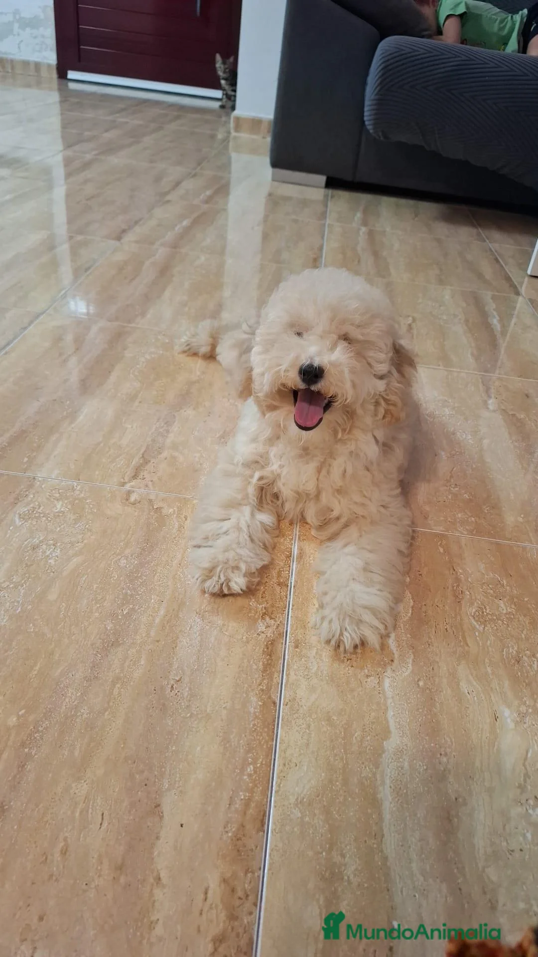 Caniche Enano perros en venta: Última hembra - Anuncio 3