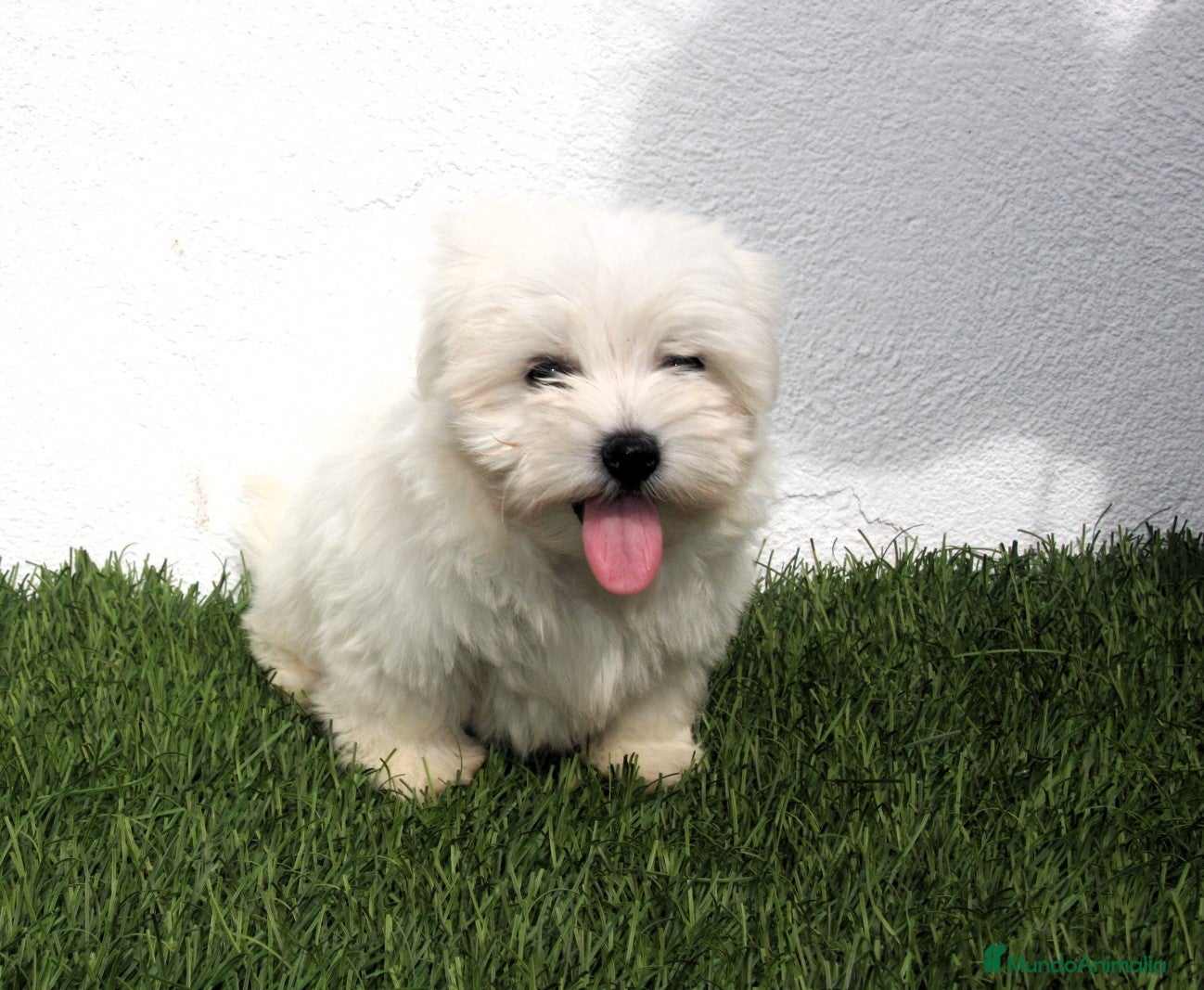 Bichón Maltés perros en venta: Bichon Maltes  - Anuncio 9