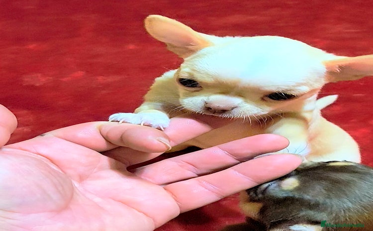 Chihuahua perros Precioso cachorro chihuahua  - Anuncio 1