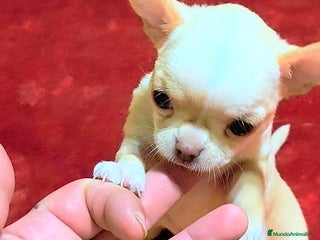 Chihuahua perros Precioso cachorro chihuahua - Anuncio 1