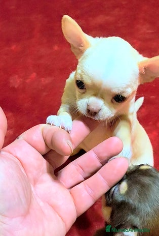 Chihuahua perros Precioso cachorro chihuahua - Anuncio 1