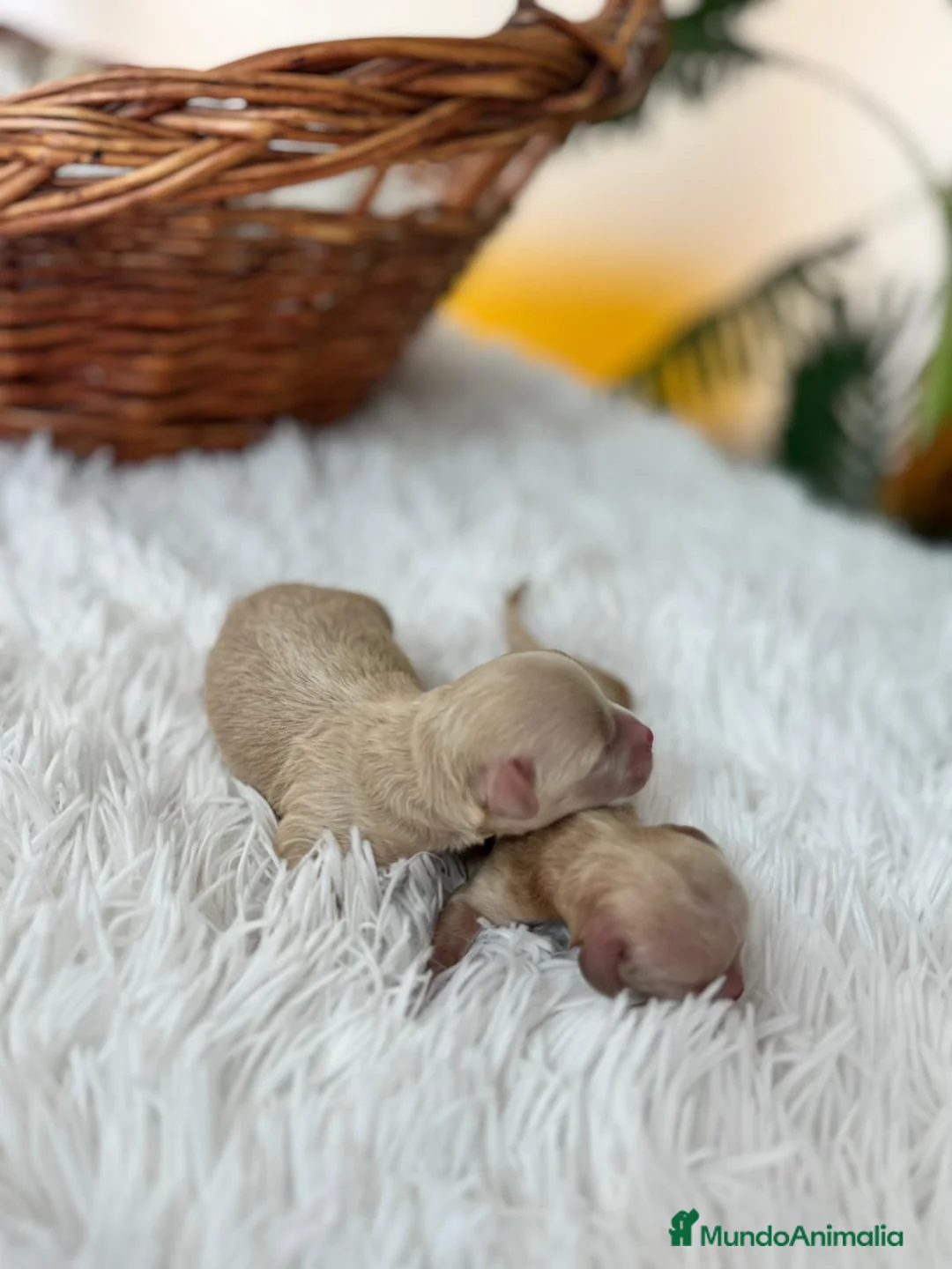 Maltipoo perros en venta: MALTIPOO HEMBRA - Anuncio 12