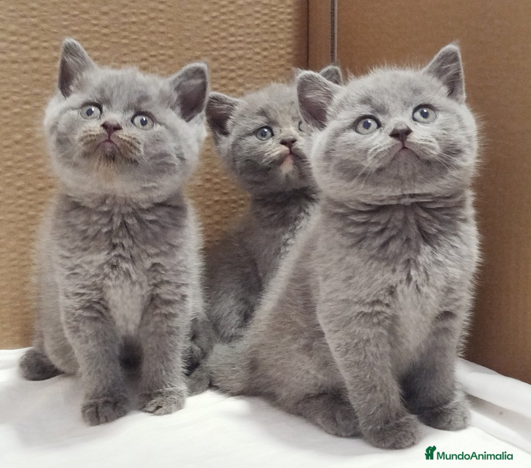 Británico de Pelo Corto gatos en venta: British Shorthair  - Imagen 6