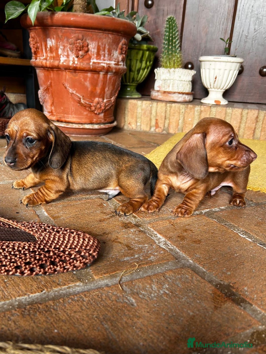 Teckel Miniatura perros en venta: Teckel mini Kaninchen Campeón del Mundo - Anuncio 5