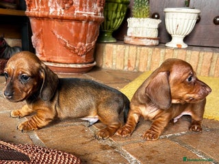 Teckel Miniatura perros Teckel Toy Campeón del Mundo - Anuncio 2