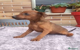 Pinscher Miniatura perros en venta: Pinscher Miniatura  - Imagen 31